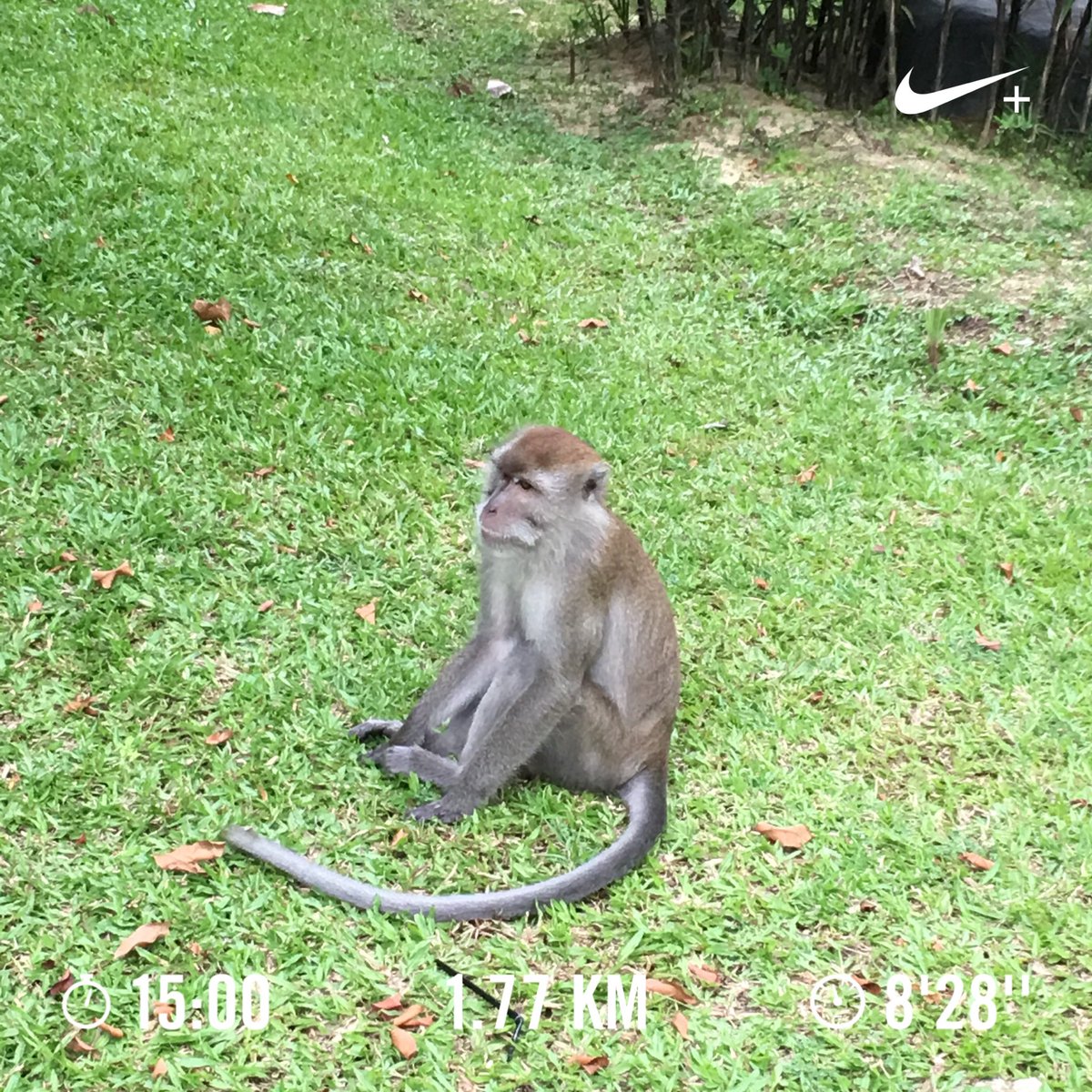 dianaludin's tweet image. #comebackrun #nrc