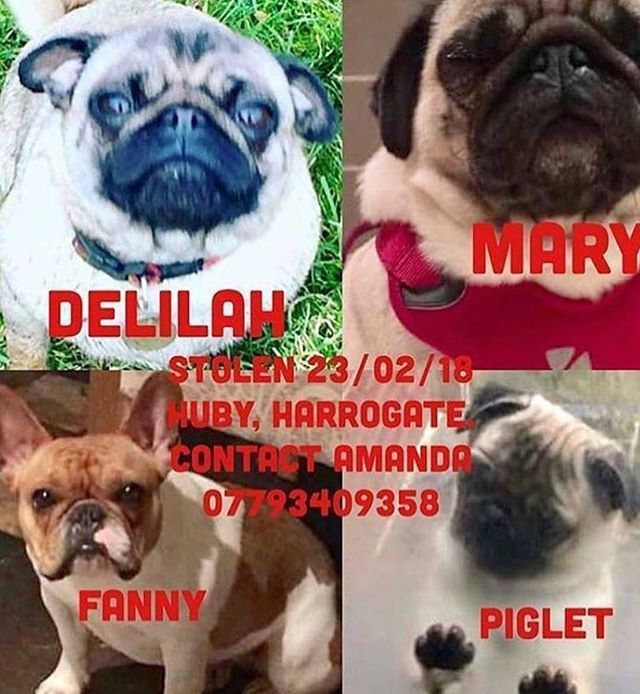dougiepuggie_'s tweet photo. “Please share and repost so we can get these babies back home...” 🐶 💔 #stolen #stolendogs #stolendogsuk #pug #pugs #stolenpug https://t.co/uZZXDY4dIF https://t.co/FCgluBuiym