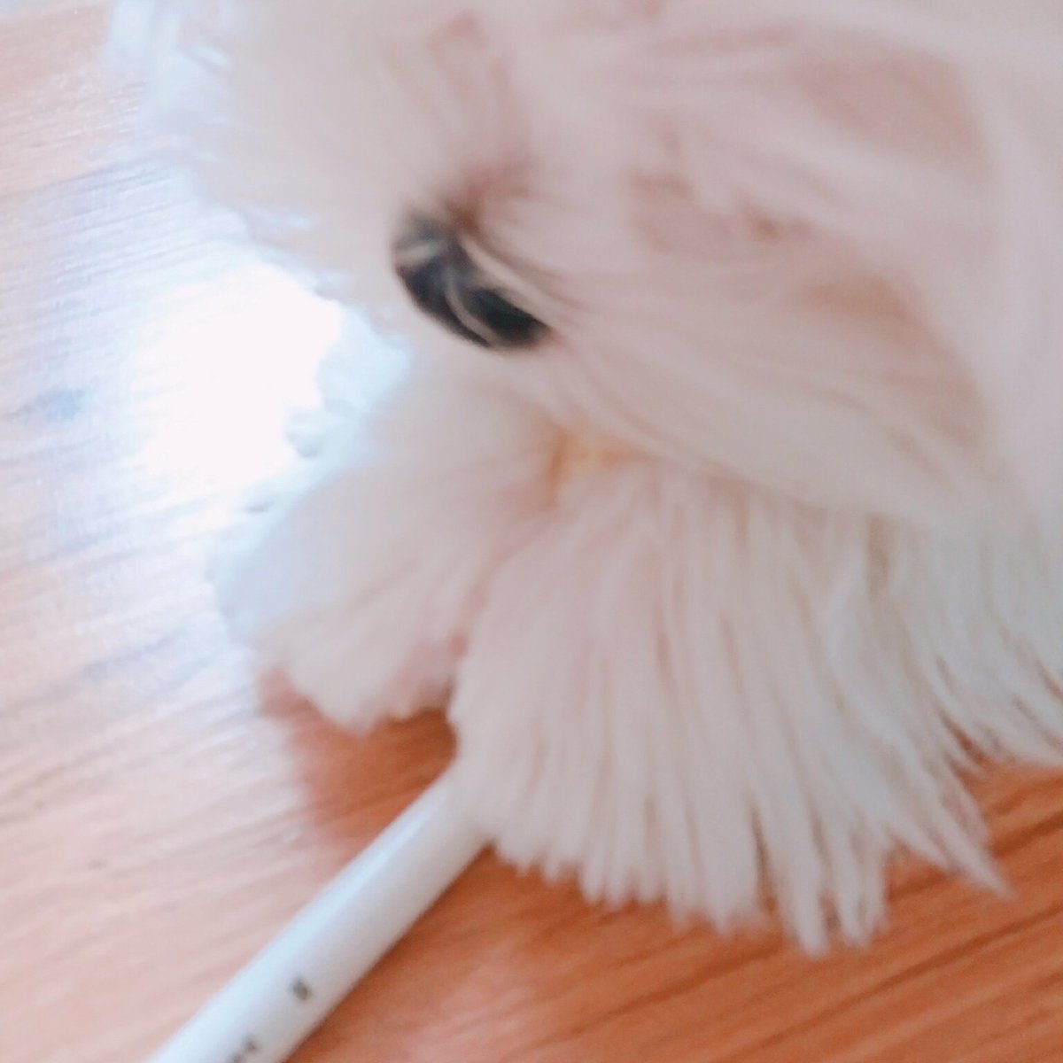 WhiteSpring_128's tweet photo. 180225 꼬물꼬물 껌잡기🌝 https://t.co/jesIj7Ymjk