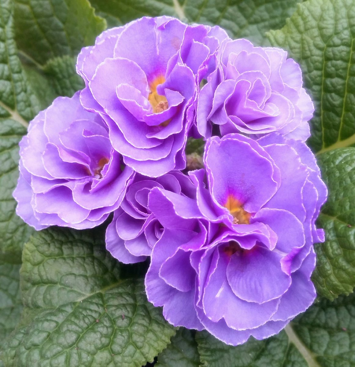 GardenOpus's tweet photo. OVERDRESSED? Maybe, but appeal of double-flowered Primula acaulis undeniable - adding dimension to the early Spring palette! Primulaceae https://t.co/AQfkOCpA59