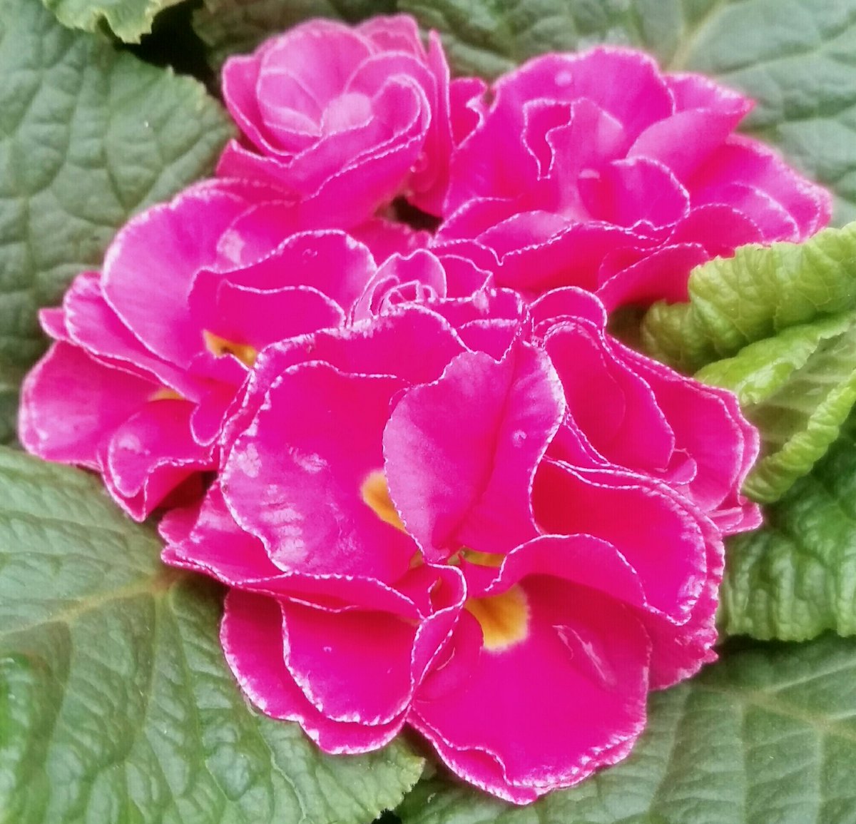 GardenOpus's tweet photo. OVERDRESSED? Maybe, but appeal of double-flowered Primula acaulis undeniable - adding dimension to the early Spring palette! Primulaceae https://t.co/AQfkOCpA59