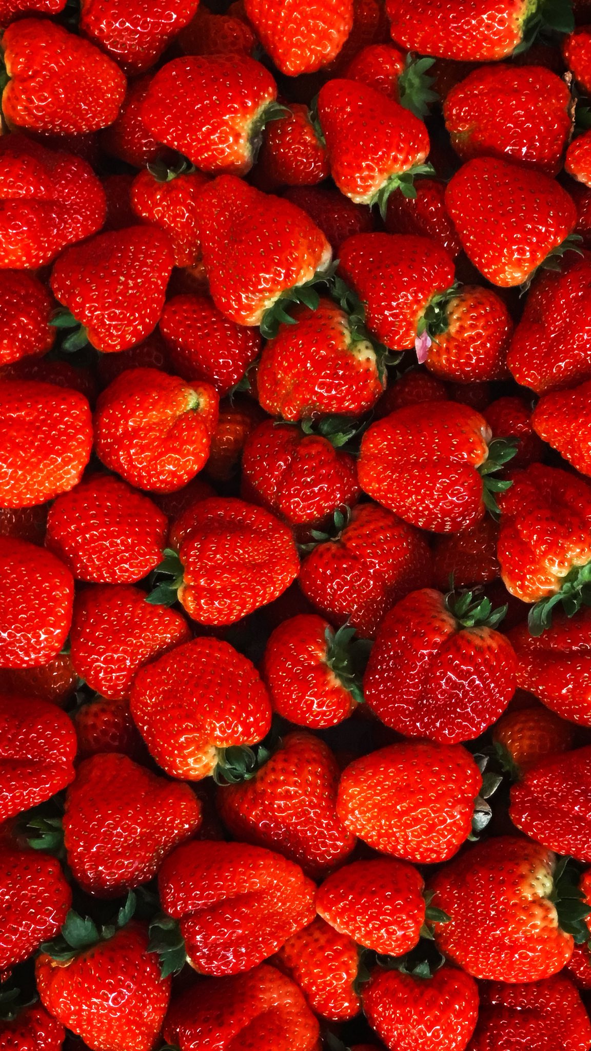 もえ先生 ピアノ教室prima 9m 毎年撮っているいちご尽くし ボランティアでお邪魔している南三陸町の大久保農園さんで撮らせていただきました ここのいちごは格別です いちご好きの方は壁紙にどうぞ 笑 いちご イチゴ 苺 いちご好き いちご