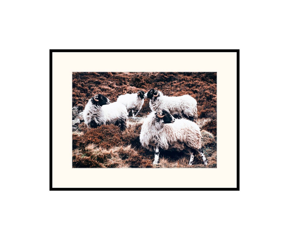 danscapephoto's tweet photo. Sheep in Countryside Original Photograph Landscape Print. Peak District Outdoors Art Print. UK Shop. https://t.co/Ejn8V7RkWa #Art #art #handmade #MyNewTag #Photography #print #Outdoors #wall art #gift #SheepPrint https://t.co/Ud1sgokpzG