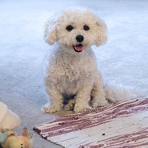 BeAngel_Britta's tweet image. Optisch ein super #Wetter heute. Aber wehe Du steckst die Nase raus hängt sofort ein Eiszapfen dran. Ich glaub #Filou muss heute seinen Pulli anziehen ... #SundayMorning Habt einen schönen Sonntag :)