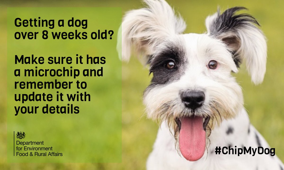 DefraGovUK's tweet image. Getting an older dog? Make sure it has a microchip and remember to update it with their new details #CheckYourChip gov.uk/get-your-dog-m…