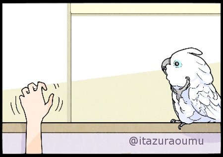 撫でてほしいオウム。 