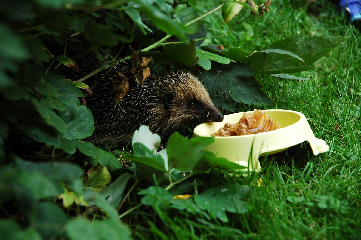 Book onto our #gardening for #hedgehogs workshop 3rd March to learn all about these critters &amp; how to help them! Includes indoor session and walk around @ActivLives People's Community Garden to look at habitat. Book here: suffolkwildlifetrust.org/events/2018/03… <a href="/suffolkwildlife/">SuffolkWildlifeTrust</a> <a href="/allaboutipswich/">All About Ipswich</a>