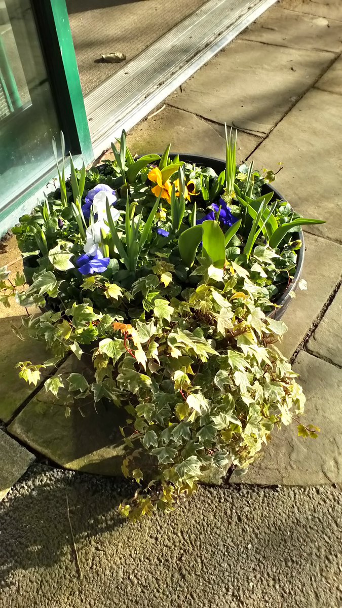 Thanks to the Friends of Rising Sun for planting up the pots on our terrace