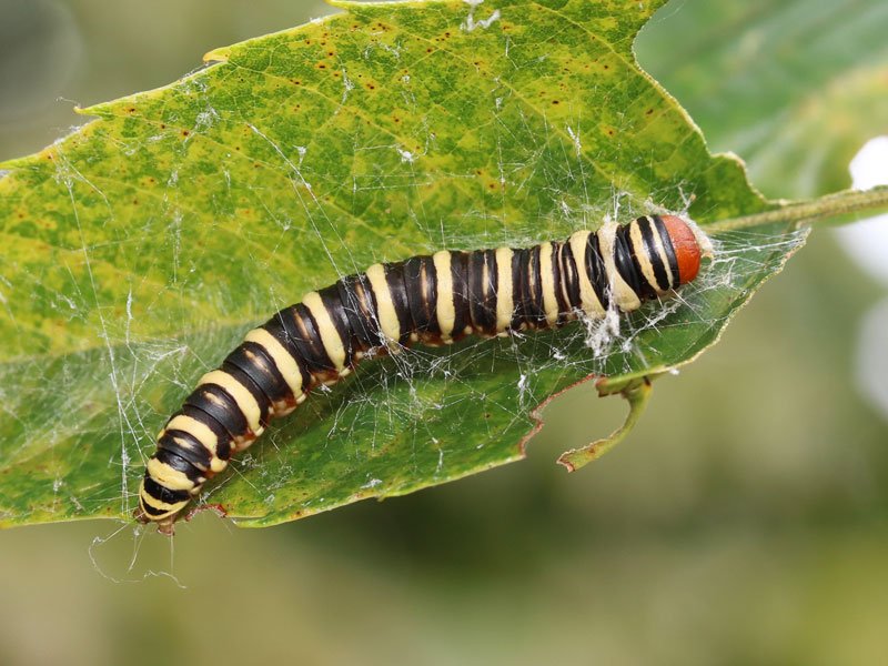 川邊透 V Twitter オオフトメイガ Salma Amica 17 9 18卒蛹 同年8月17日に クリについていた幼虫を採集 蛾 類標準図鑑 では 寄主植物未知 になっているので もしかして謎のトラ縞イモムシの正体を始めて暴いたのかと思ったけど 韓国の幼虫図鑑にちゃんと載っ