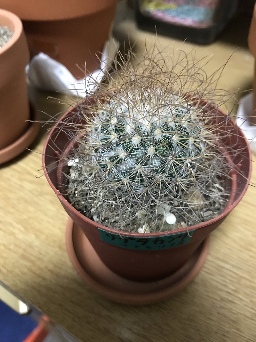 春 サボテンの種類だけど 多分1枚目からエルサム 緋花玉 桃花丸 マミラリア種のリプタカンサ 柱サボテン 詳細不明 Twitter