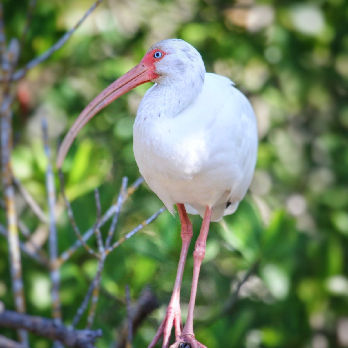 UweMuegge's tweet photo. Eye to eye with a white ibis in a red mangrove forest. #enjoyingmyweekend https://t.co/BQps5thCr2