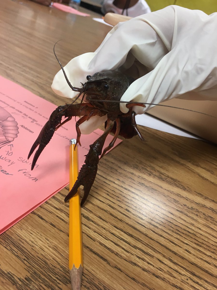 fraziergators's tweet photo. #gofraziergators having fun at Math&Science Camp! #cfisdspirit @JenniferLDuke @KristiRichter2 @mschmidt62 https://t.co/hFM3i8yUfC