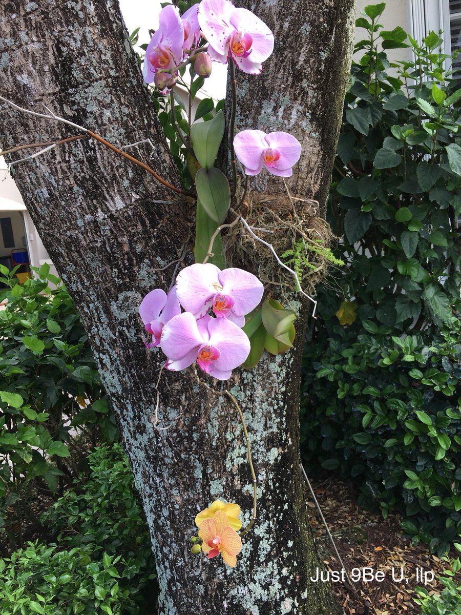 lisa_ungerer's tweet photo. May you see and feel the beauty first and foremost; as often and as much as possible.  #inspiration #opentoyourheart #beautiful #orchids #nature #naturallyyou #seethebeauty #feelthebeauty #happiness #love #itisyourlife #youarebeautiful #thinklove #thinkfun #thinkjoy #breathe https://t.co/hMP2axt1J5
