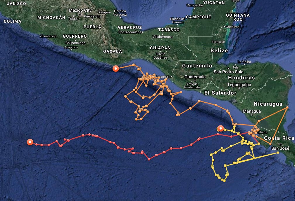 OCEARCH's tweet photo. Olive Ridley sea turtles 🐢 Jessica (Yellow), Coral (Orange), and Edith (Red) are up and pinging! https://t.co/ENDqYqdsfj #TAMUTurtles https://t.co/IsFyRnE2N0