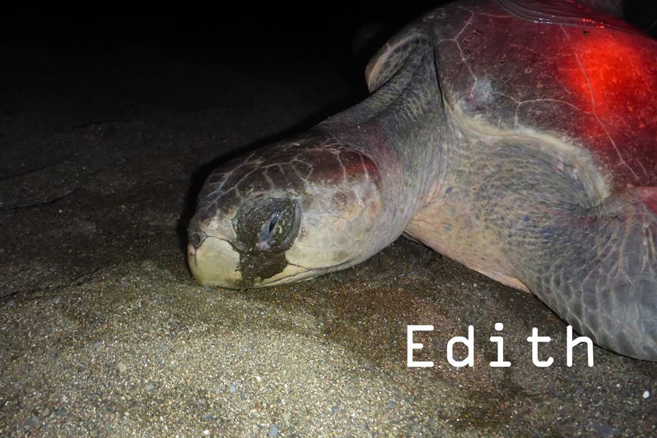 OCEARCH's tweet photo. Olive Ridley sea turtles 🐢 Jessica (Yellow), Coral (Orange), and Edith (Red) are up and pinging! https://t.co/ENDqYqdsfj #TAMUTurtles https://t.co/IsFyRnE2N0