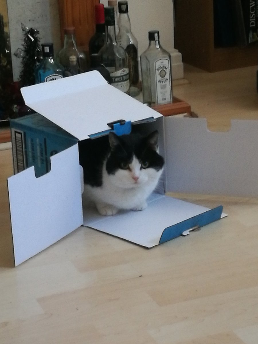 bbg763's tweet photo. @LaceyOfficialUK A late entry...This is Jeff, She likes walkies and hiding in beer boxes.. https://t.co/aFiSEduZ9o