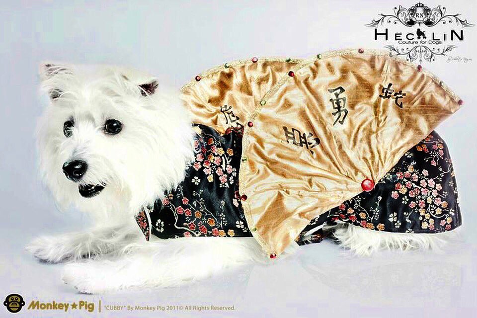 Passing  by to wish you all a Happy Chinese New Year photo by <a href="/monkeypiginc/">Monkey Pig</a>  couture by Roberto Megrin Model: <a href="/thepupdiary/">Cubby Searl</a> #chinesenewyear #fan #couture #chineseculture #westie #pets #love #instagood #cute #follow #photooftheday #animal #adorable #animallovers #yearofthedogs