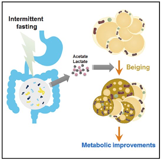 DrTinahones's tweet photo. En modelos animales el ayuno intermitente cambia #microbiota incrementando tejido adiposo marron y mejorando metabolicamente a los animales, acetato y lactato intermediarios entre microbiota y marrón #obesity #diabetes https://t.co/BLW08ifspc https://t.co/CIKa7fwMyx