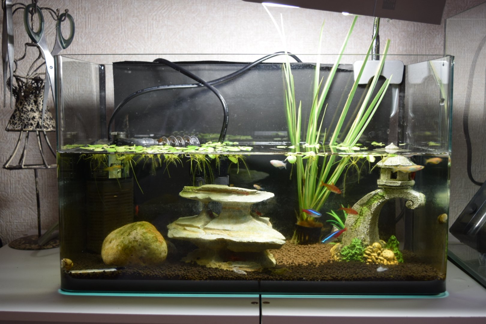 彦 久々に熱帯魚水槽を洗おうと思ったら ヒーターが故障していることが判明 最近動きが鈍いと思ったいたら そんな訳で隣のメダカ水槽にお引っ越しをしました ちゃんと水温計付けないとですね 熱帯魚 ネオンテトラ レッドテトラ メダカ