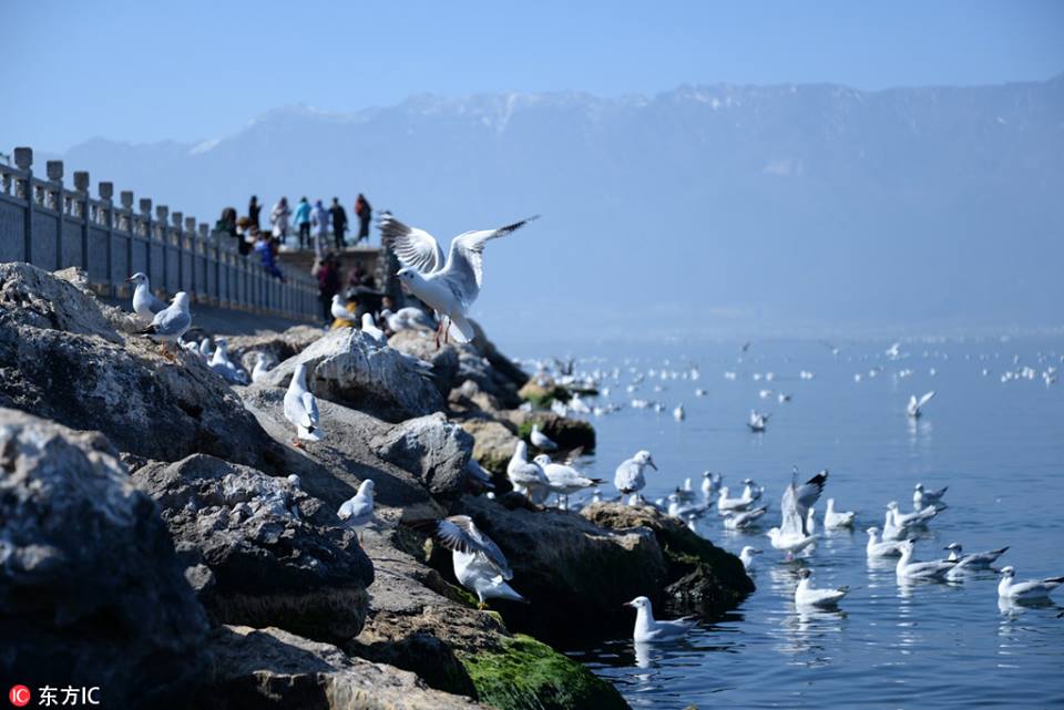 PDChina's tweet photo. Seagulls fly from Siberia to Erhai Lake to survive the winter every year, turning the spot in Dali, #Yunnan Province popular among tourists https://t.co/aKFJ2duUQK