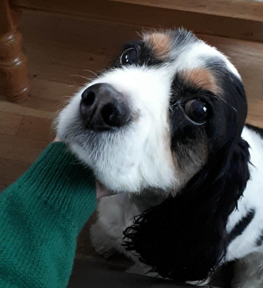 This cutie passed away last night and my heart hurts