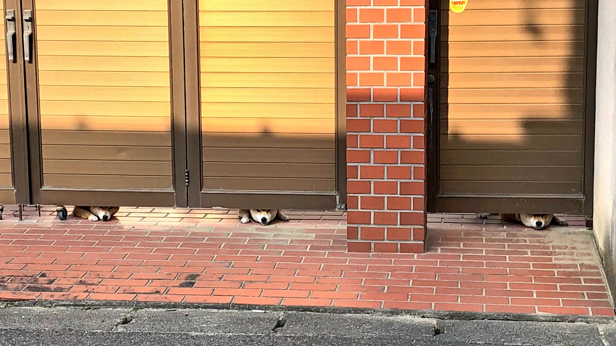 あらやだかわいい…。扉の下から鼻を出すワンコたちに癒される…！