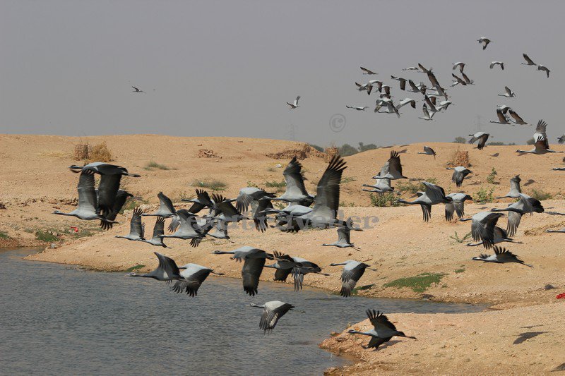 thesrishtitimes's tweet photo. #Khichan #DemoiselleCrane #village #Jodhpur #ChuggaGhar
#TKurjans #Pokharan #Bikaner #Rajasthan #MharoRajasthan #Padharo #Mhare #Desh #IncredibleIndia
Pictorial treat for eyes - from one of the recent trips to Rajasthan
Pics by Harinder Jit Singh of exatraveller https://t.co/3hFdnfMPEK