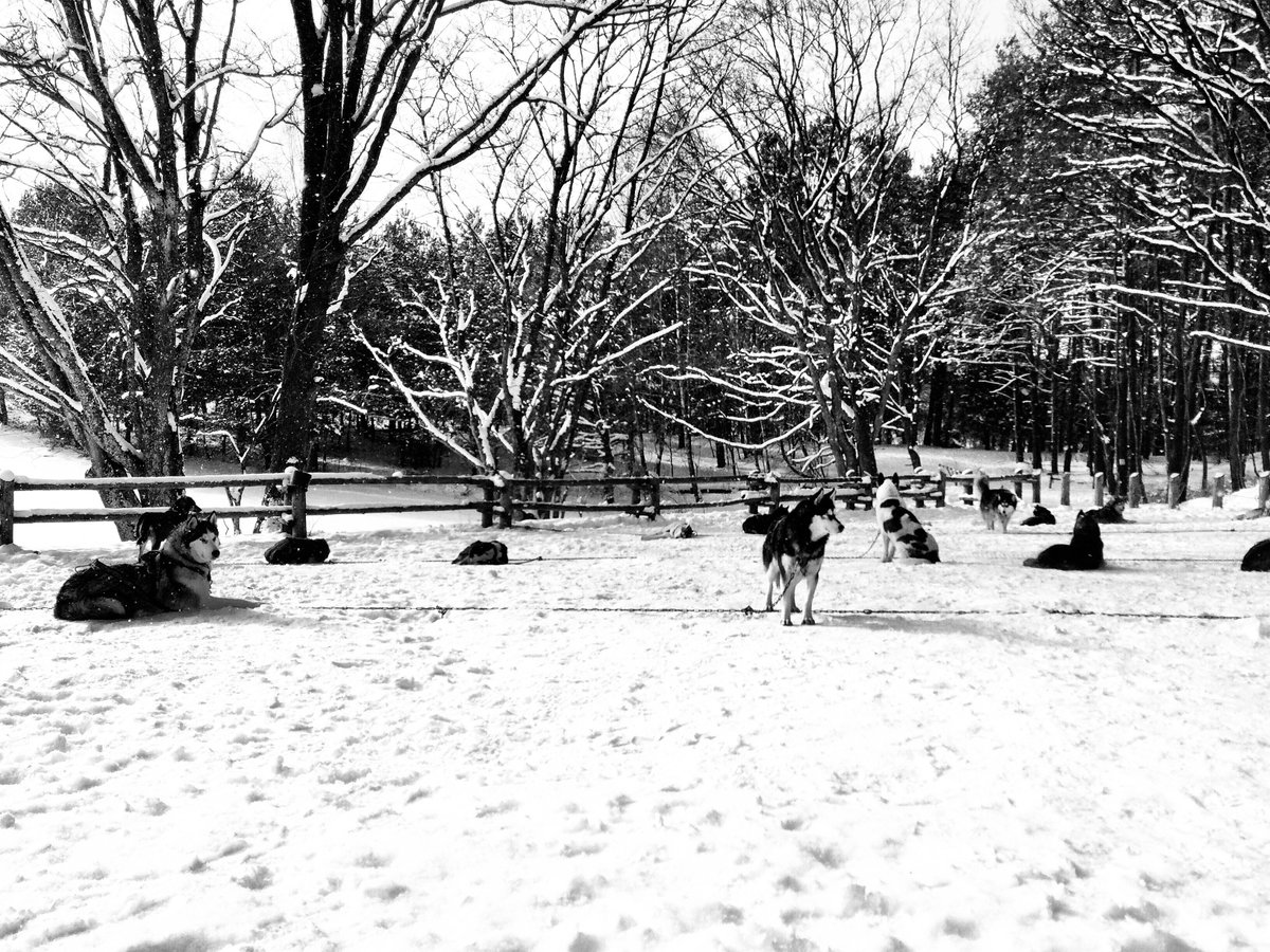 city_wander's tweet photo. what a gorgeous day!
#myAlaska #Husky #winter https://t.co/6cHwG90qdQ