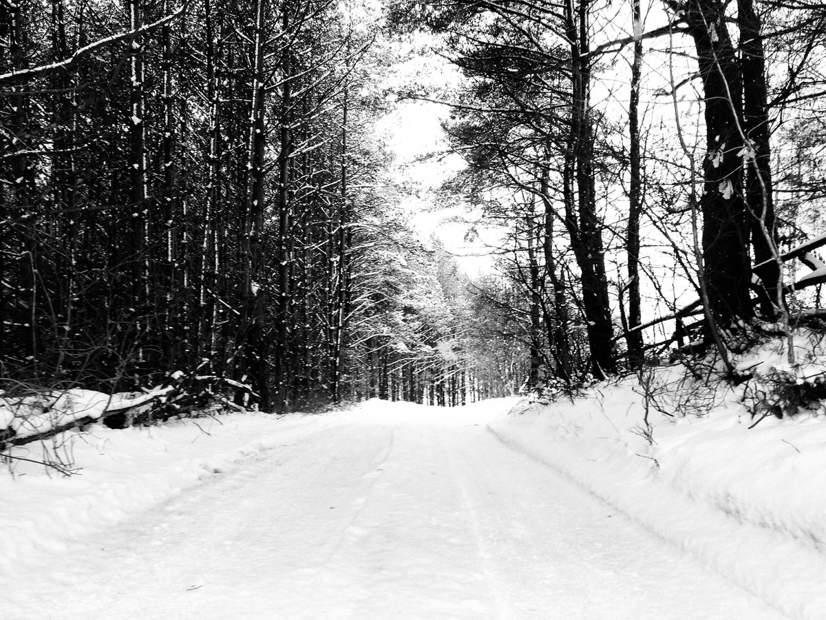city_wander's tweet photo. what a gorgeous day!
#myAlaska #Husky #winter https://t.co/6cHwG90qdQ