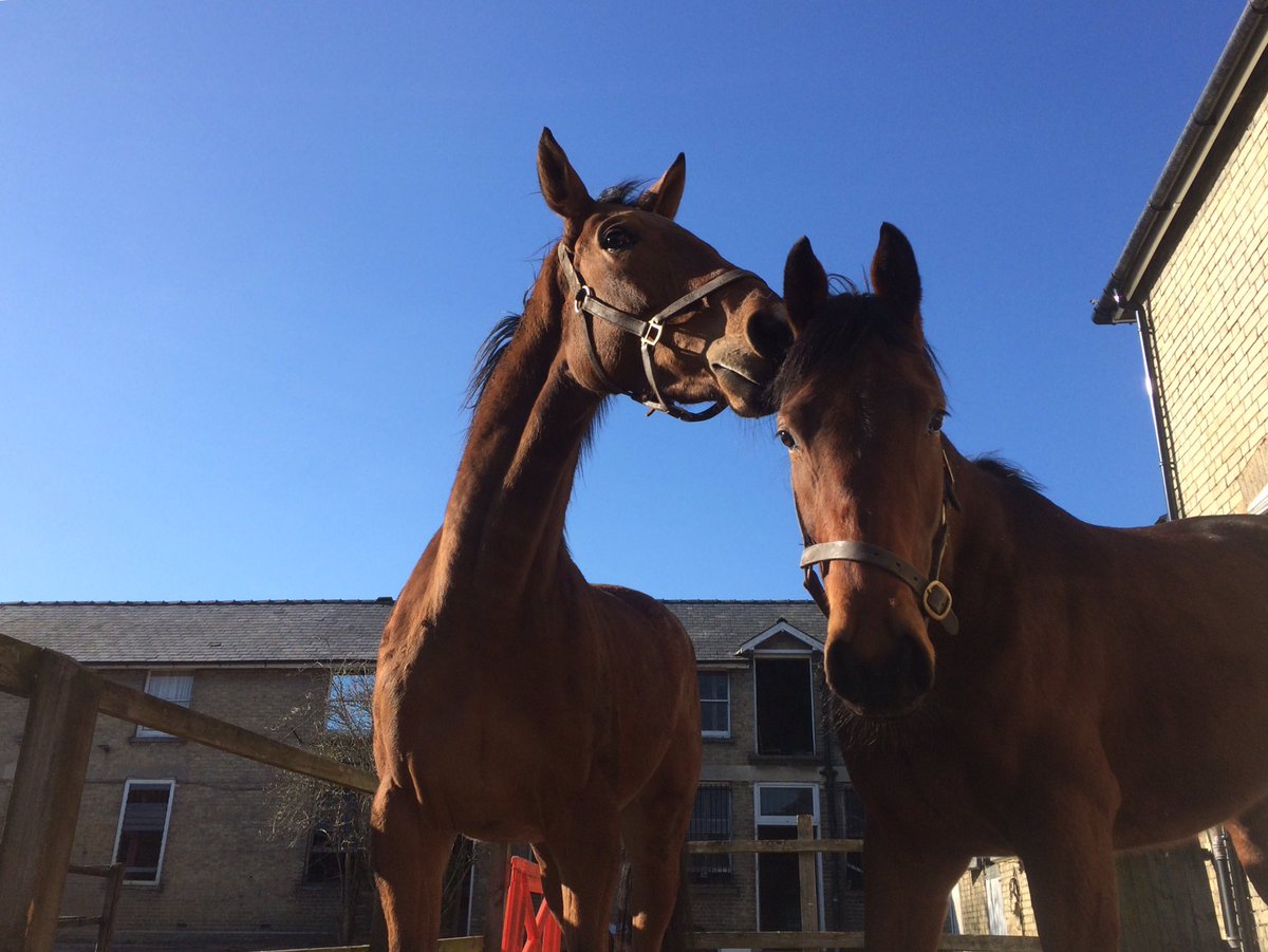JohnWathenBerry's tweet photo. A cold day but a beautiful one #Delatite #Alsamara #Gus @Roy__Rocket was very happy once the sun had melted the ice on his pond https://t.co/fCTkyAZRMe