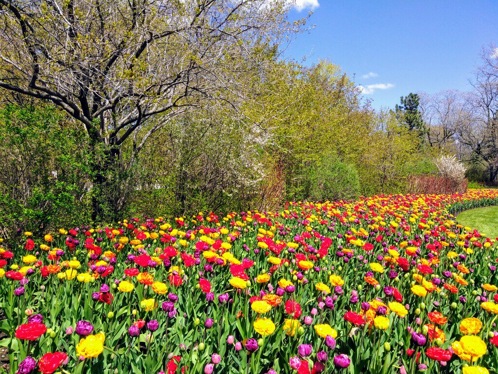 1MillionTulips's tweet photo. One Million Tulips. May 11th - 21st #Ottawa2018 Dows Lake #RABIN #RabinPhotography #ParrotTulips #TulipParade #TulipFestival #Peace #WorldOfFriendship #Motorola #MotorolaPhoto #Nikon #NikonPhoto https://t.co/Rbi1EuY34y