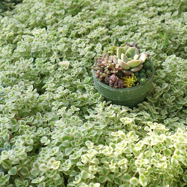 地植え多肉最強