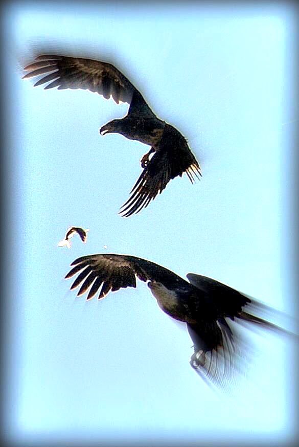 TanyaSpillane's tweet photo. What a fantastic memory! !  We went to Searcy to see the Bald Eagles. We watched these two fight it out over a fish, the fish fell out of his talons, the second eagle caught it and took it away only to end up in a tail spin upside down fighting for the fish. @KATVToddYak https://t.co/34HPou5iJu