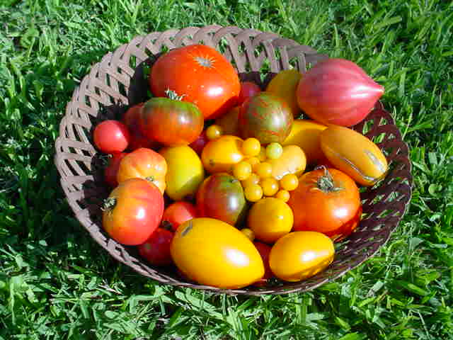 A #vegetable and #herb #garden on a #budget doesn't have to feel restrictive or overwhelming. #Gardener and #author, Judy Barrett, provides guidance on growing a #food garden for not a lot of green. Today 2/25, 7:35 a.m. CT <a href="/KUT/">KUT Austin</a> &amp; 9:55 a.m. CT <a href="/KUTX/">KUTX 98.9</a> tiny.cc/budgetgarden