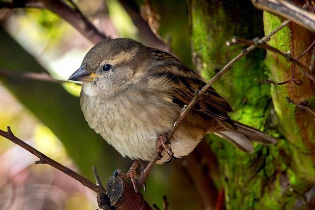 SimonJames's tweet photo. Canon EOS5D MkIII 
Sigma 150-600mm DG OS HSM C at 600mm
#snap_wildlife #birdextreme #anythingfeathered #allmightybirds #feather_perfection #nature_perfection #Planetbirds #capturewildlife # #bestbirdshots #your_best_birds #exclusive_bird #birdtannica #do… https://t.co/9fJzaZYdlW https://t.co/YOyf4OCKQe