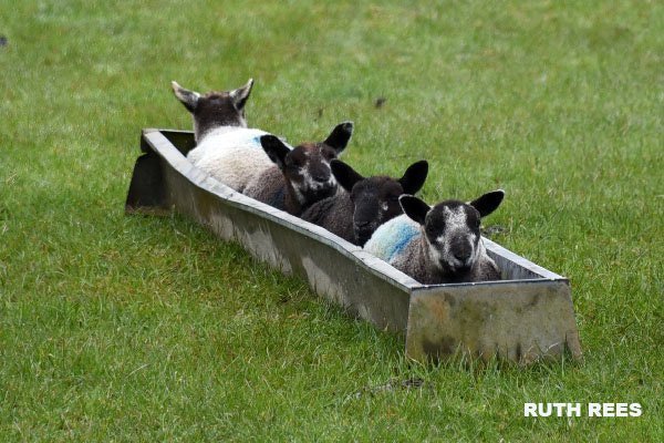 Welsh bobsleigh team in training...clearly the one at the back hasn't quite got the hang of it yet! GB has Lamin , we have Lambin! #Wales #foursheep #bobsleigh #winterolympics #winterwoolies