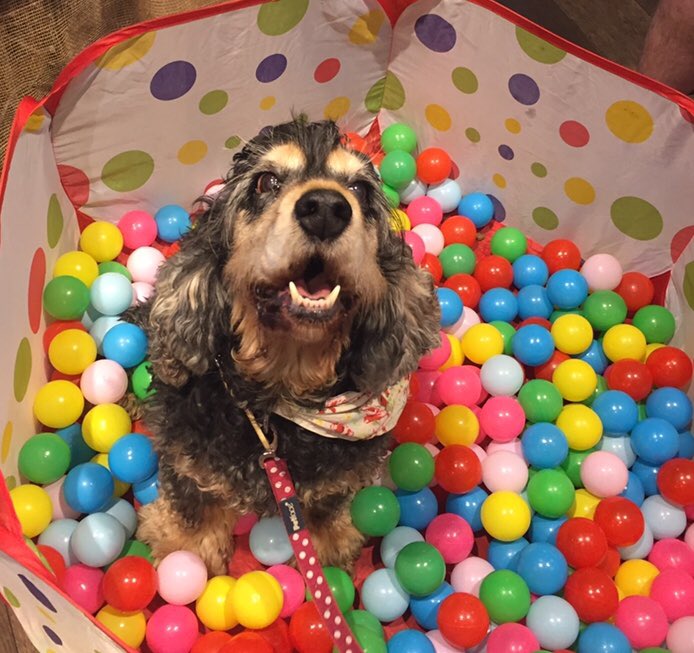 FAREWELL PARTY(Saturday 17th March,all day,everyone welcome)As sad as we are that our final day is fast approaching, we think it’s only fitting that after an amazing 4 years in Wilmslow we go out with a bang!🎉Please come &amp; say goodbye &amp; have one last fuss &amp; treat from us❤️🐶🐾