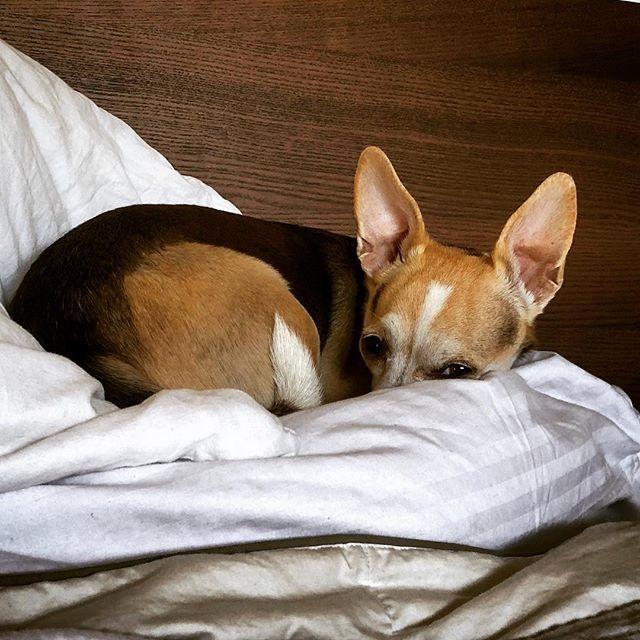 tkmiles's tweet photo. #Baileygram #dogsofinstagram #dogs https://t.co/sg8T6VgL1f