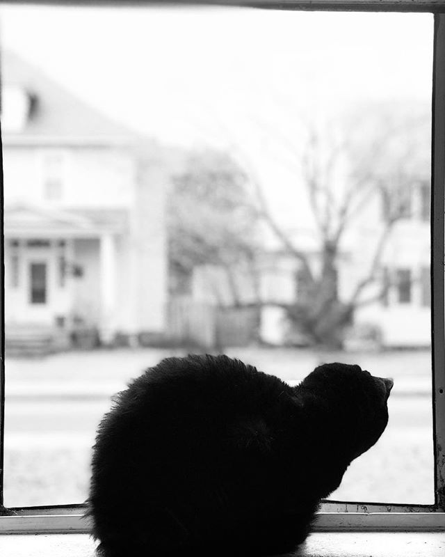Artos_Viros's tweet image. Vader is enjoying the open window #windowcat #catsmeow #blackcat #oldcatsofinstagram #warmday ift.tt/2ESKorl