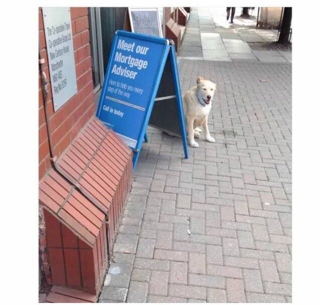 Number 4 in an occasional series I like to call “Dogs who lied on their CV”