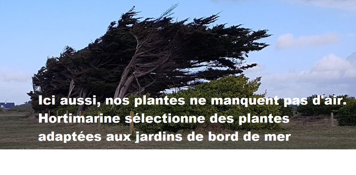 Hortimarine On Twitter Bretagne Finistere Nos Plantes