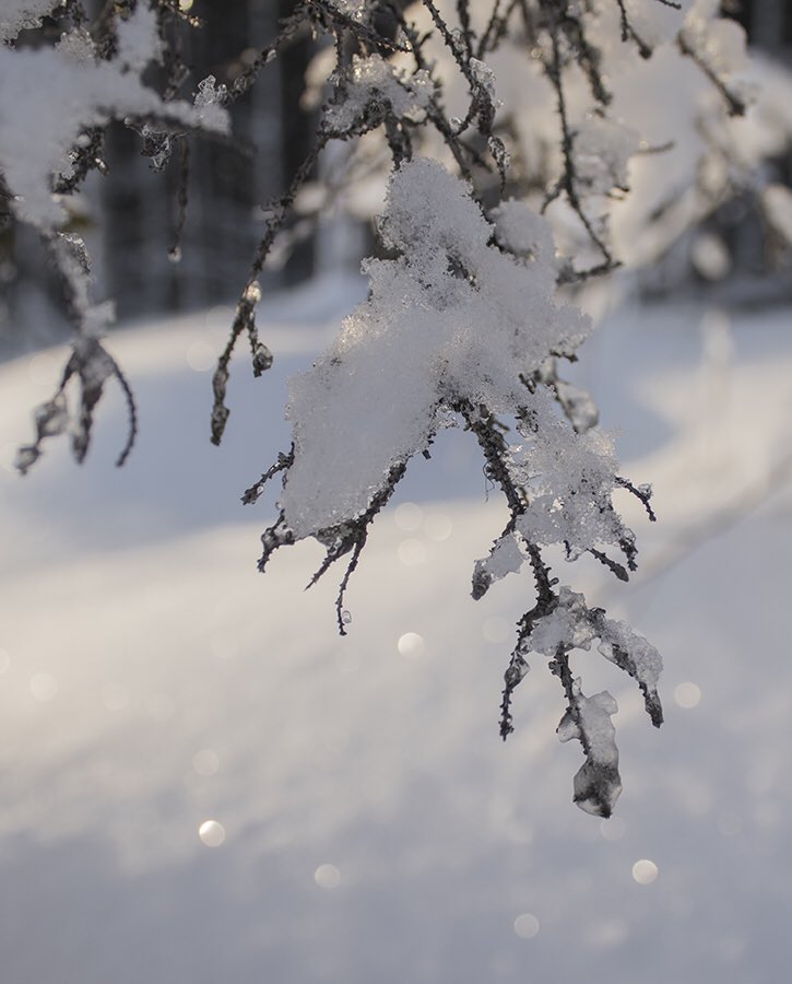 kuvaansa's tweet photo. Talvi jatkuu, lunta hipsuu suurin hattaroin, välillä aurinko kirkastaa metsän kauniit yksityiskohdat. 
Kuva helmikuun alkupuolelta. 
#talvi #valkokuvaus #canon #metsä #luonto #rentoutuminen #relaxing #mywayoflife #woods https://t.co/GQTakcWDc4