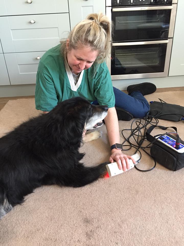 fourleggedphys's tweet image. What a welcome from my superstar patient Jay, who just three weeks ago was really struggling with his mobility. Well done to his lovely owner Liz, who has worked so hard between sessions.