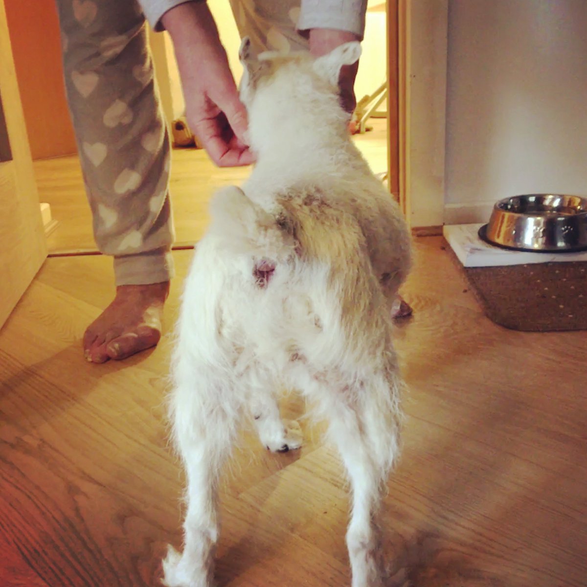 fourleggedphys's tweet image. This little dog, called Whiz, is nearly 17! Since coming along for regular physio treatment, she has really started to develop her hindlimbs, this really helps her forelimb stability. She was keen to show off so here we go!