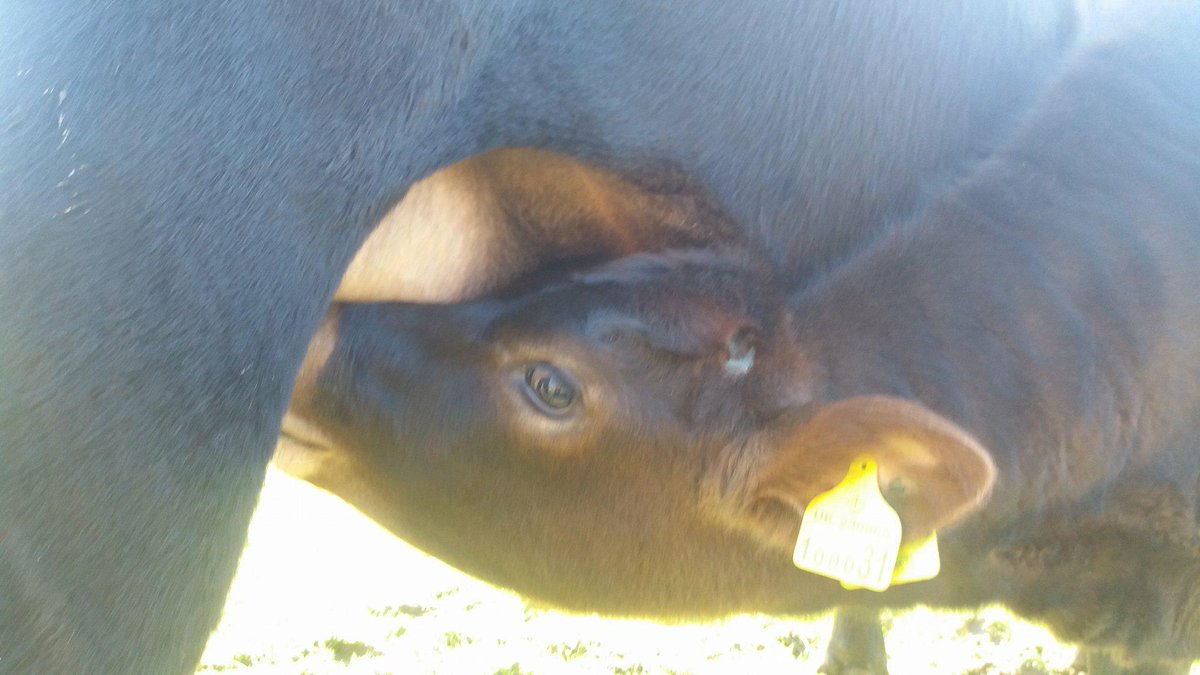 CalfAtFootDairy's tweet photo. #Suffolk #CalfAtFoot #HumaneDairy #EthicalMilk #RawMilk our cows are allowed to keep their calves we just make sure theres enough milk for us & our customers #PurelyPastureFed=100%#GrassFed access to sunshine all year round means theres #Melatonin in that there milk #AidsSleep https://t.co/f8X0ZrhrTx