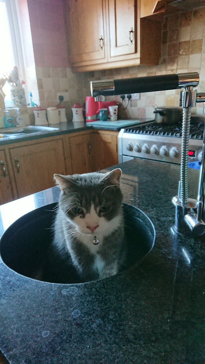 morninlil's tweet photo. The obvious place to chill! #catlifegoals #catlife #catsink π±πΎ https://t.co/bjys5RQFGR