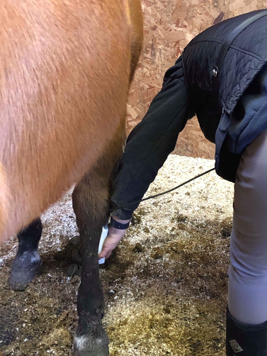 fourleggedphys's tweet image. We added in some passive range of motion to my wonderful patient, Seahorse's physio routine. This 22-year-old lad has had more than his fair share of suspensory problems. Great to see how well he responds to his treatment!