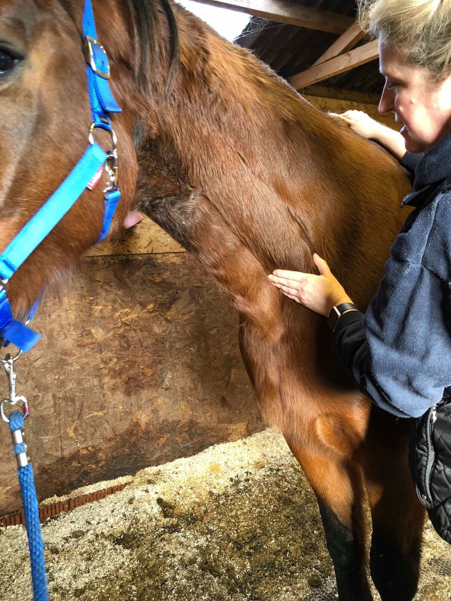 fourleggedphys's tweet image. We added in some passive range of motion to my wonderful patient, Seahorse's physio routine. This 22-year-old lad has had more than his fair share of suspensory problems. Great to see how well he responds to his treatment!