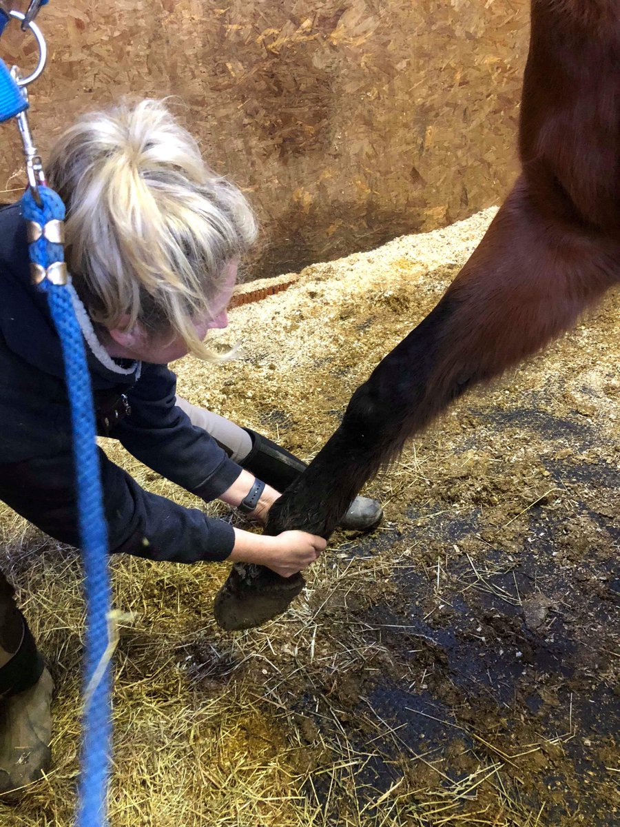 fourleggedphys's tweet image. We added in some passive range of motion to my wonderful patient, Seahorse's physio routine. This 22-year-old lad has had more than his fair share of suspensory problems. Great to see how well he responds to his treatment!