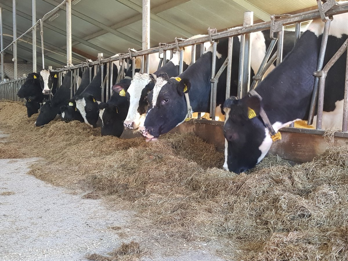gerritwermink's tweet photo. Je zou maar verantwoordelijk zijn voor al die dieren op de #OVP #Oostvaardersplassen dan doe je nachts toch geen oog dicht? Ik ben blij dat ons vee en dat van de collega's behagelijk binnen is met (verwarmt) water en genoeg te eten https://t.co/yCKHKUJzrJ